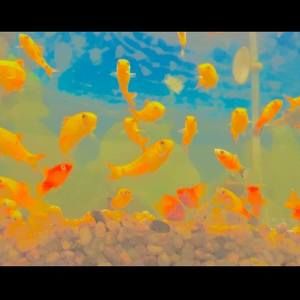 Meet your Posher, Sol